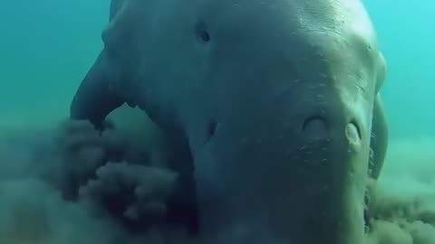 The Dugong or Sea Cow