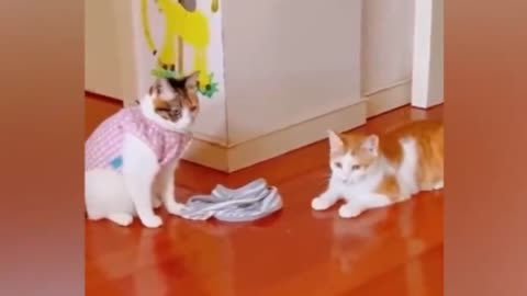 Funny Cat and Dog fight