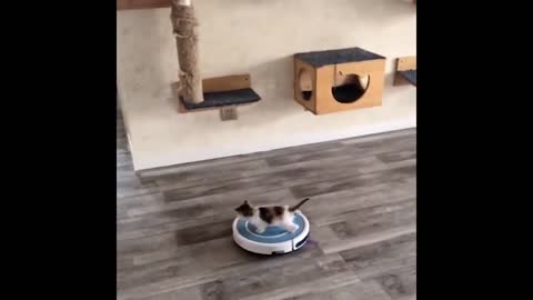 CAT HELPING WITH THE CLEANNING.... - Best Funny Animal Videos of the 2022!