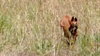 Faithful Rhodesian Ridgeback dog & Pup Return From The Bush