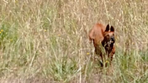 Faithful Rhodesian Ridgeback dog & Pup Return From The Bush
