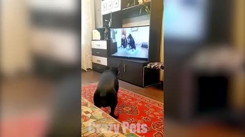 1 HOUR OF FUNNIEST CATS AND DOGS VIDEOS 2023