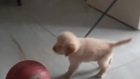 Golden Retriever puppy playing with basketball