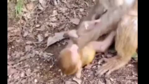 Poor baby monkey