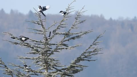 Five Bird on a tree