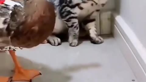 Funny cats video