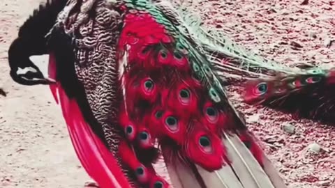 How wonderful is the beauty of the peacock