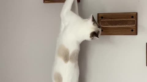 Hang in there! Cat almost falling from wall steps