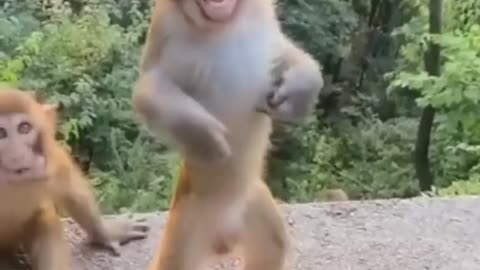 😂 #monkey #dance #funny #animal #funnyvideos #viral #fyp #fypシ #foryou #foryoupage #cute