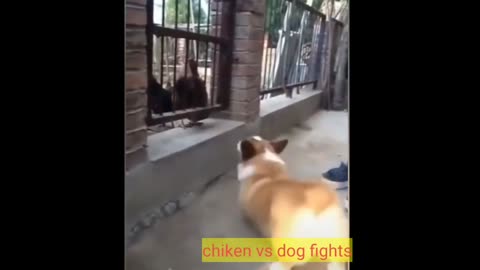 Funny fight's dog vs chicken new funny video