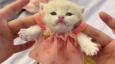 Cute kitten