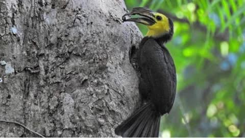 Sulawesi Kangkareng