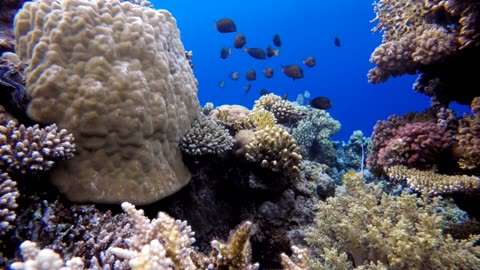 Coral: Biodiversity, Beauty, Protection: