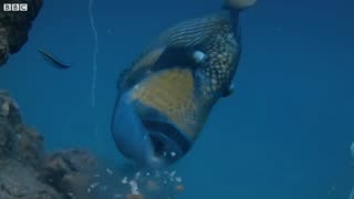 Titan Triggerfish Aggressively Defends Coral Reef