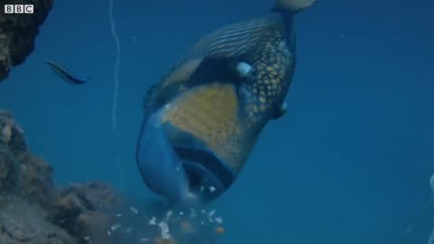 Titan Triggerfish Aggressively Defends Coral Reef