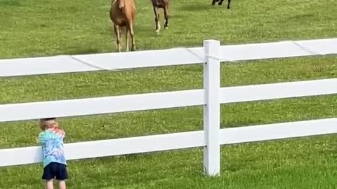 Most Beautiful horses🔥🔥🔥🔥