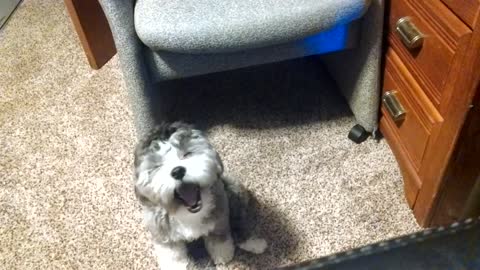 Puppy visits owner's office