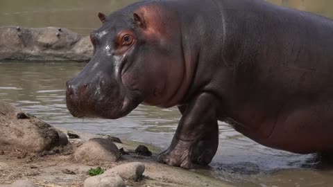 The hippo is out of the bath