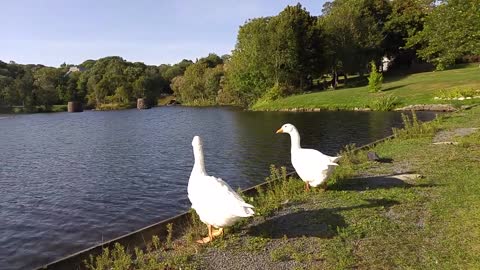 Gus tries to lead the pack back to the island