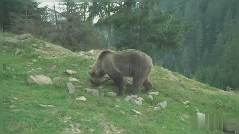 Footage Of Black Bear On Hillside Beautiful Wildlife