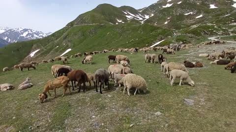 A resting place in Switzerland where the Sheeps are grazing