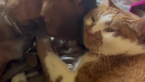 Cat Gives Puppy Baths
