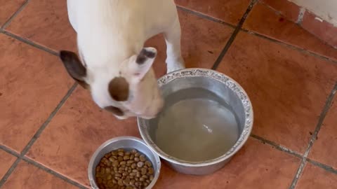 Dog Splashes Water into Food Bowl