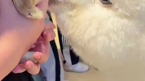 Loveable alpaca