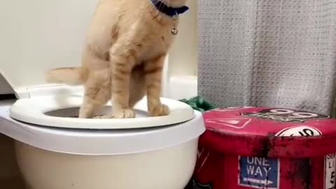 Cat uses the toilet like a human