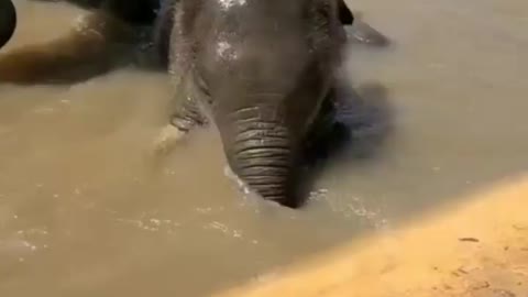 Cute Elephant Playing
