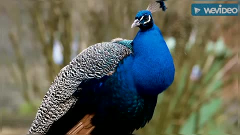 Dancing Peacock