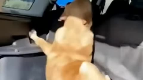 Funny Animal Videos