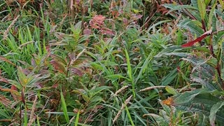 Fall colors in Alaska near Ninilchik. September 10th, 2023