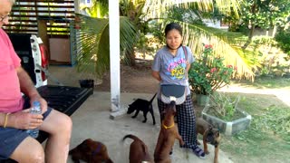 Thai dog farm in Isaan.