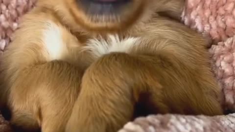 Dog Cute video 😹😹