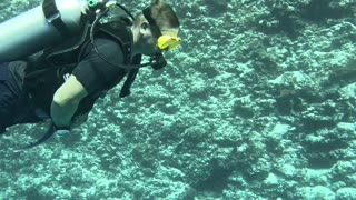 Underwater scooter dive - Maldives