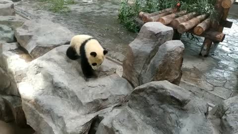 Nuhanzi panda