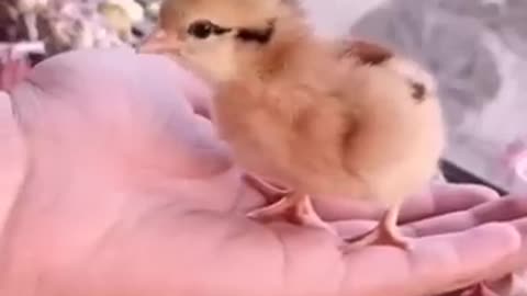 How A Chick Born From A Egg - Interesting Video -
