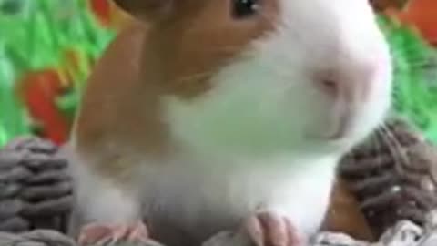 Adorable guinea pig #shorts #viral #shortsvideo #video