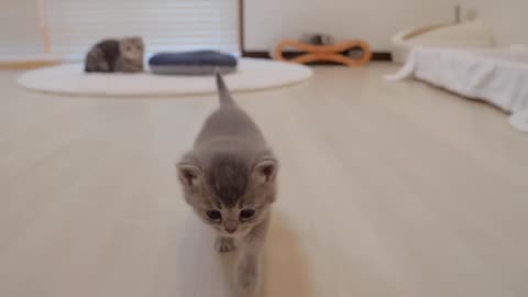 The kitten who got a new bed comes to thank the owner. - 2024