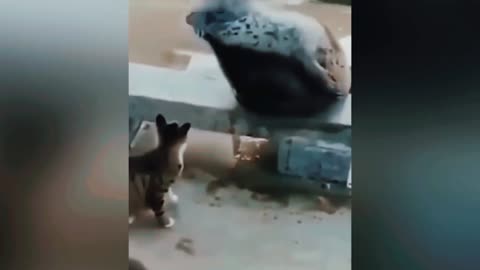 Funny animal video, how can funny animal video?