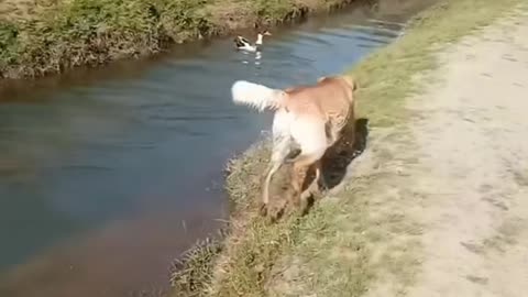 Dog&duck||funny video