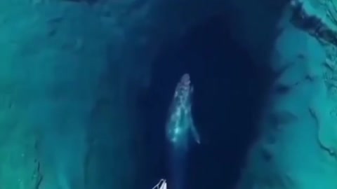 giant whale real sound