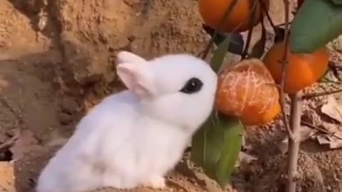 Best Funny Animal Videos of the year