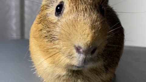 guinea pig on a diet