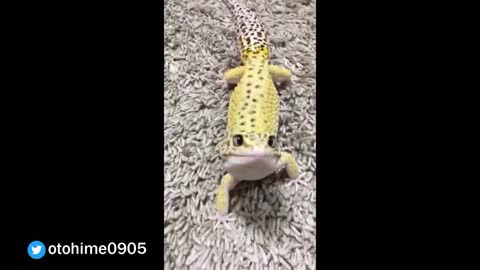 Cute Leopard lizard