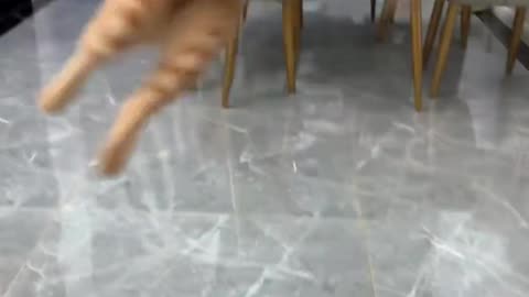 Cat's Spin Jump