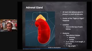 Dr.SHIVA: Adrenochrome & Melatonin - The Big Difference - A CytoSolve® Molecular Systems Analysis