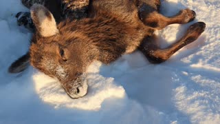 Two Guys Help a An Elk Calf Off the Ice