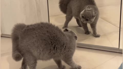 Funny cat see herself in the mirror first time 😅